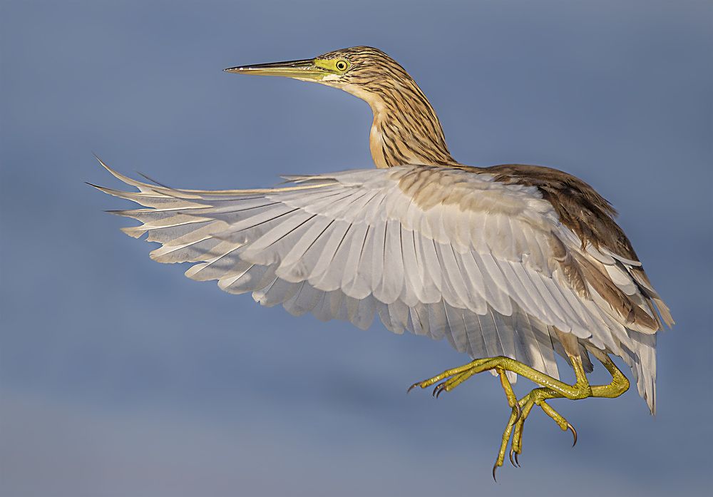 Squacco Heron