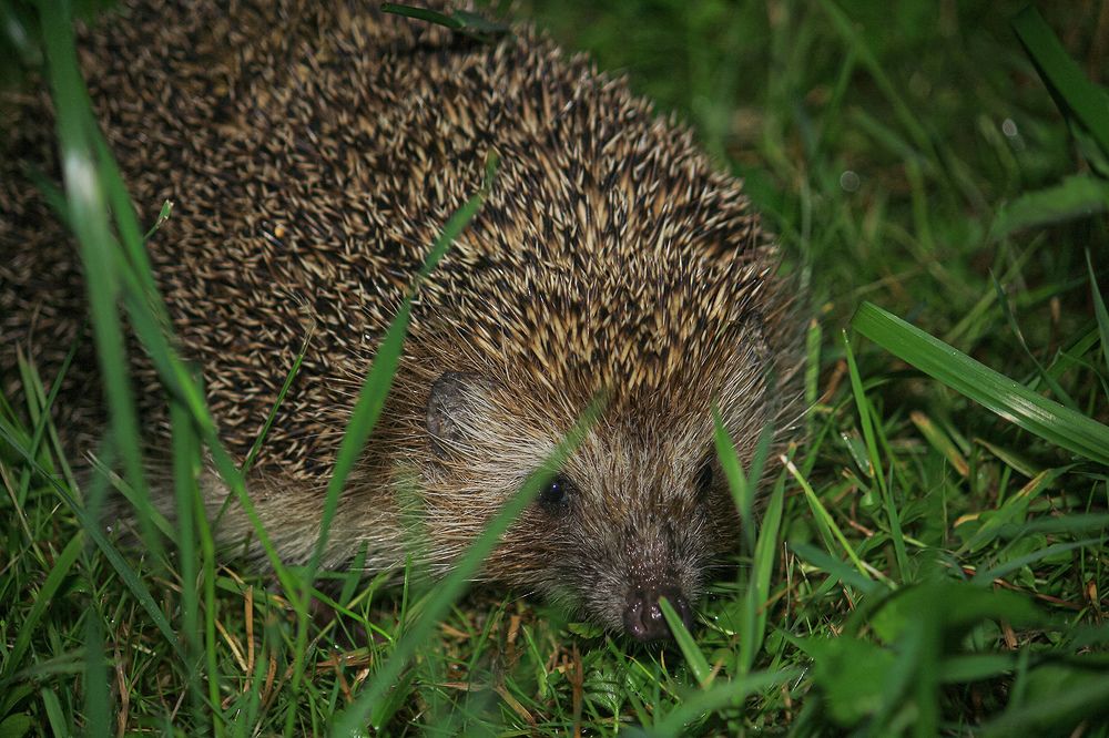 Photograph by Евгений Гонтов