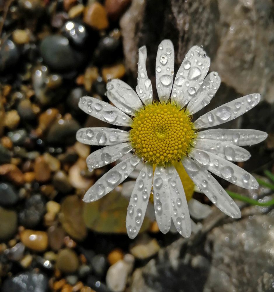 Photograph by Анастасия Карнаухова