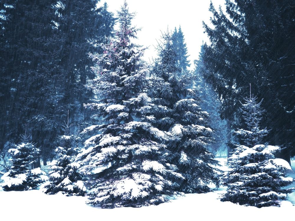 Photograph by Наталия Романова