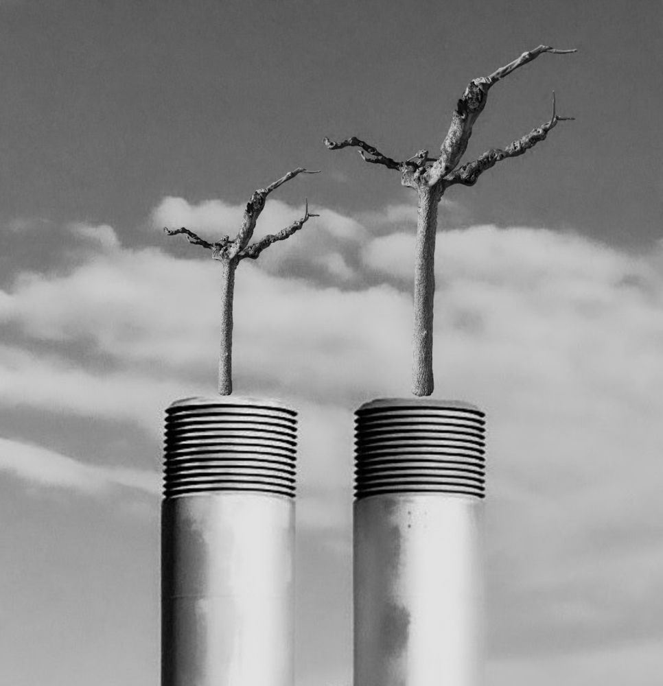 La valse des oliviers. (Olive tree vals)