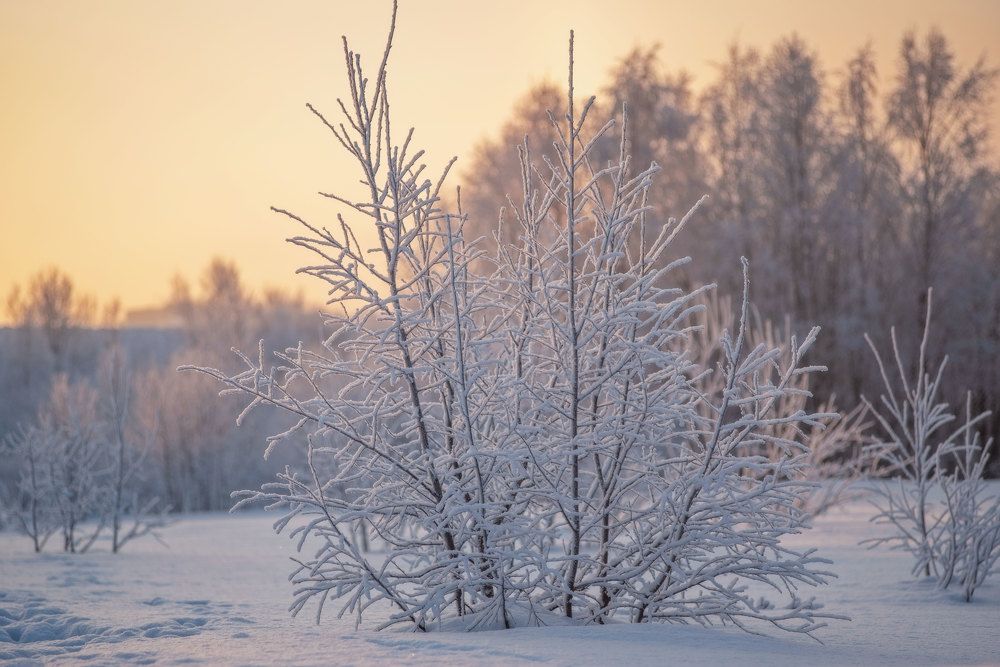 Photograph by Марина Зборацкая