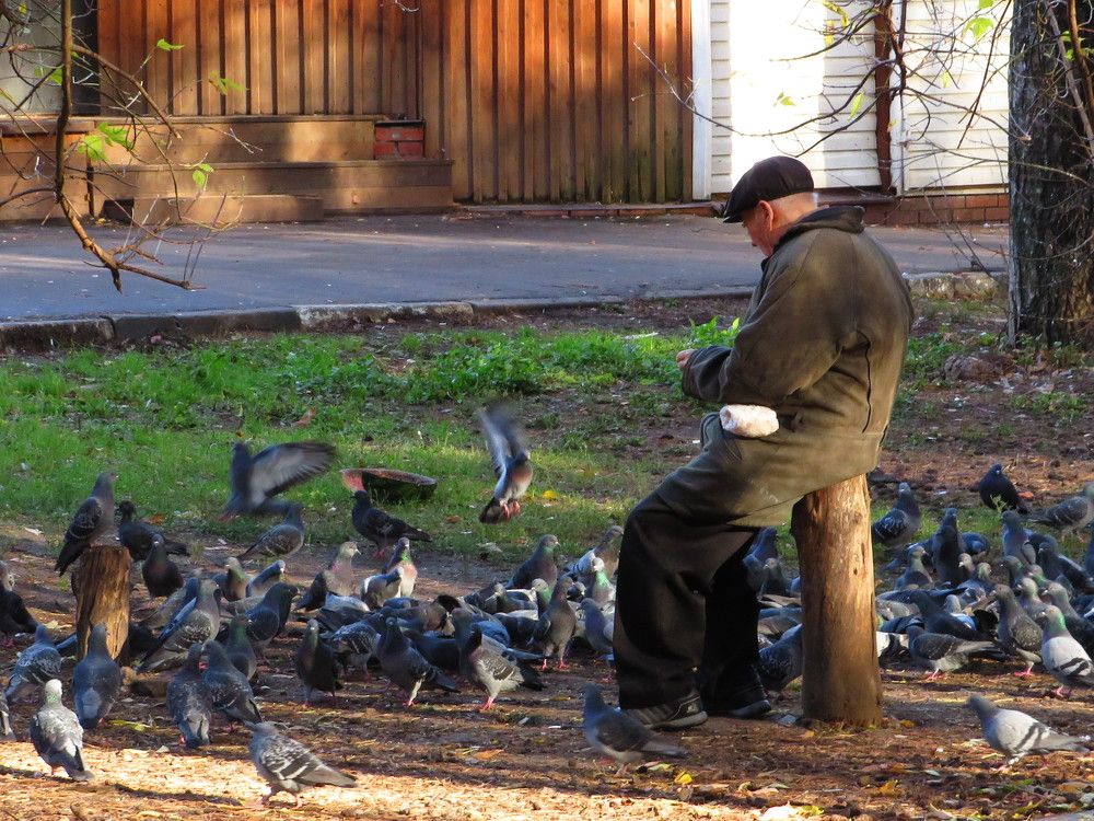 Кормящий голубей