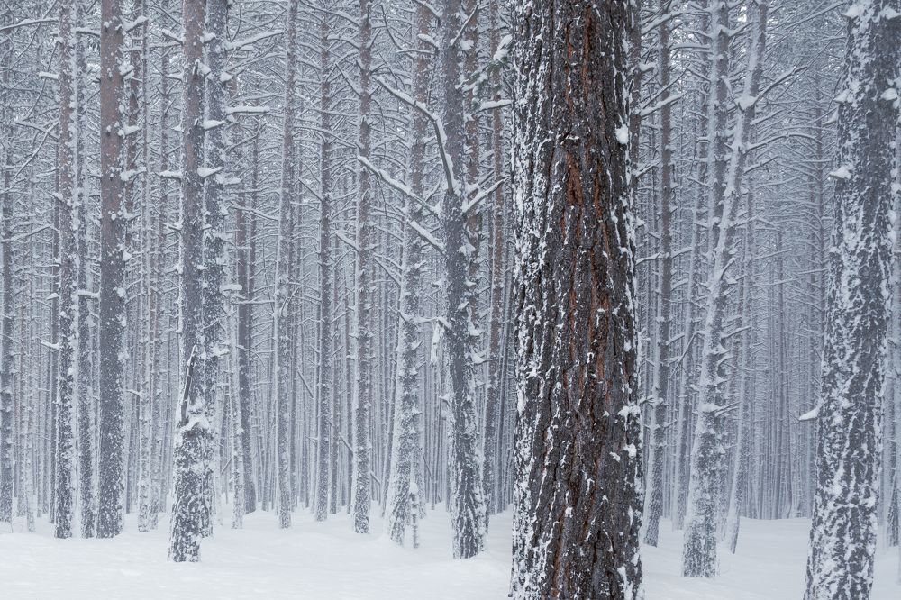 Photograph by Игорь Зуйков