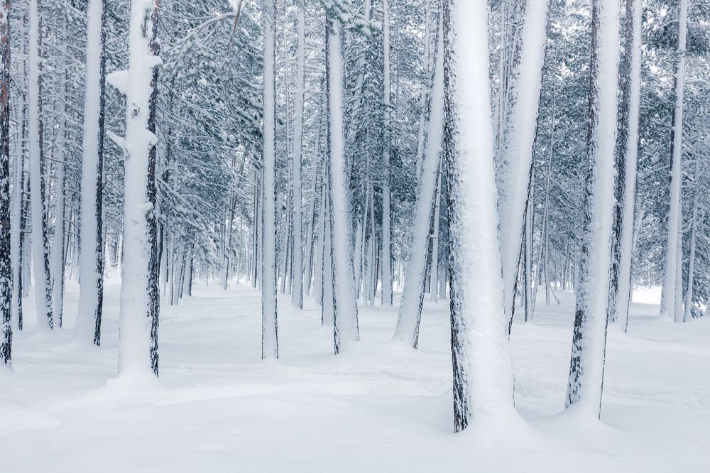 Photograph by Игорь Зуйков