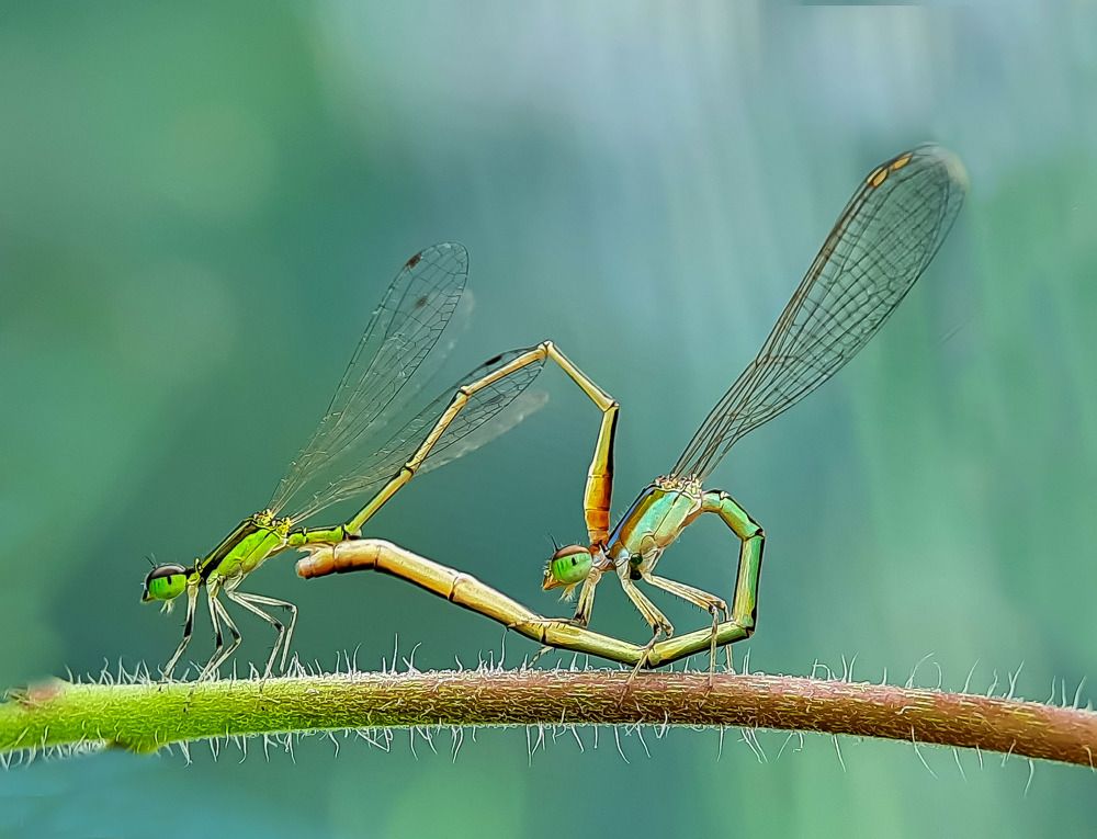 Photograph by Debolina Barman