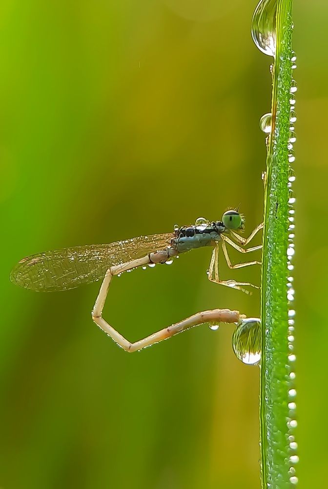 Photograph by Debolina Barman