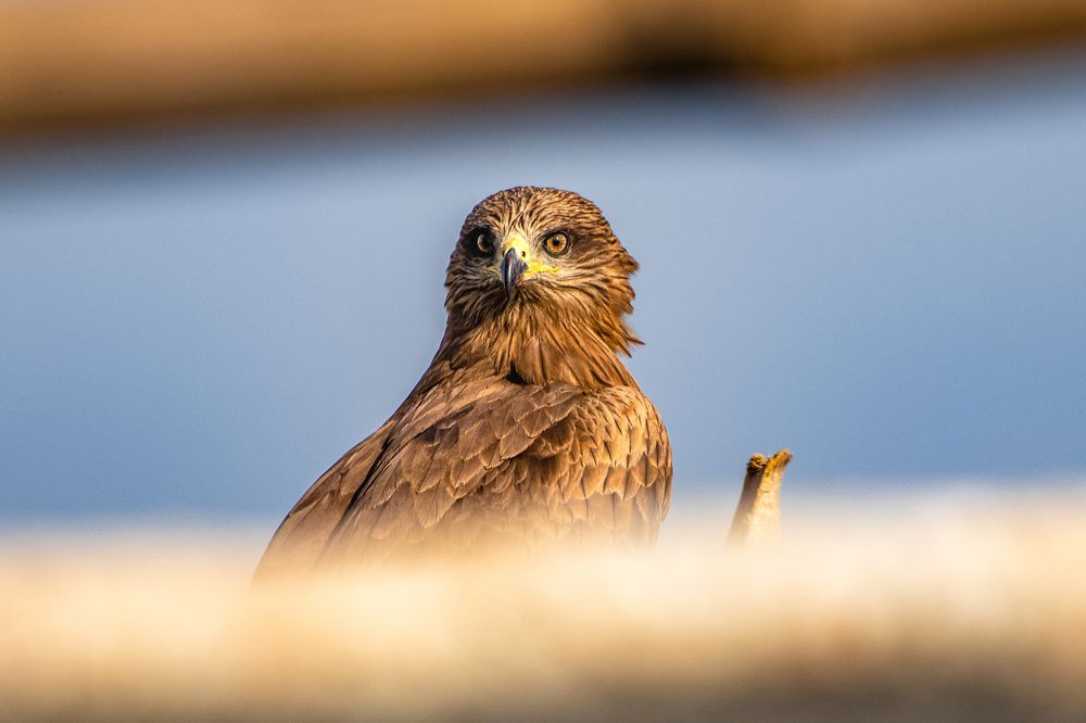 Photograph by Gulam Mohiuddin Chandiwala