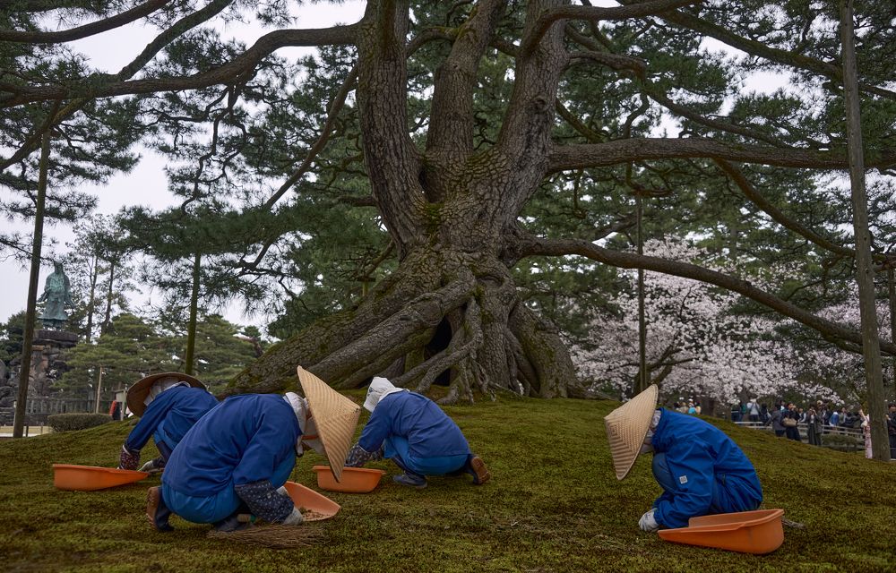Главный секрет японских садов.
