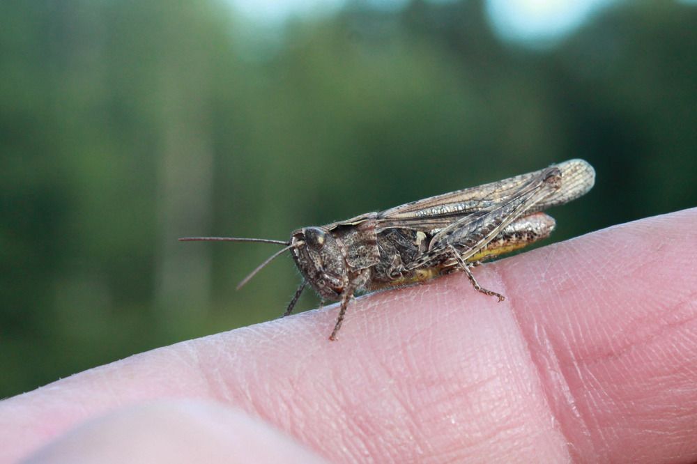 Конёк обыкновенный