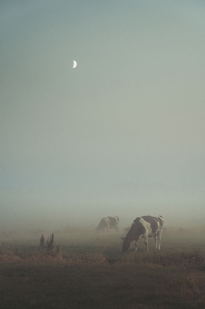 Cows under the moon