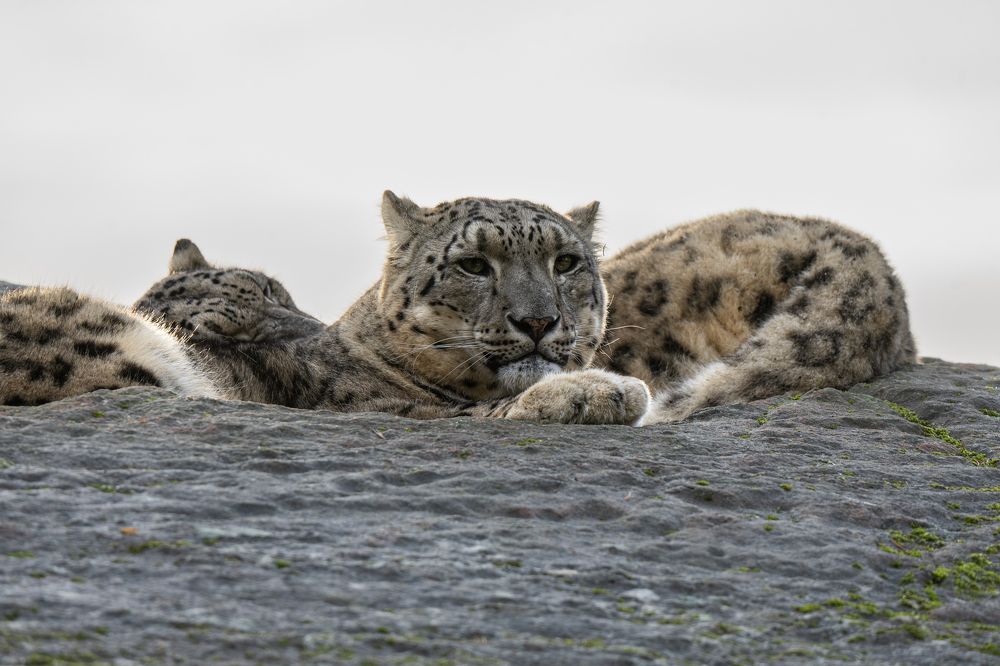 Фотография автора Julia A Caesar