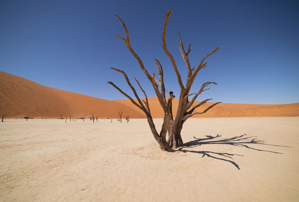 Deadvlei under the midday sun, Namibia