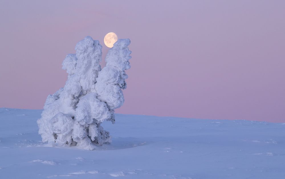 Осторожно...за краешек сосны, луна зацепилась шагая по небосводу...