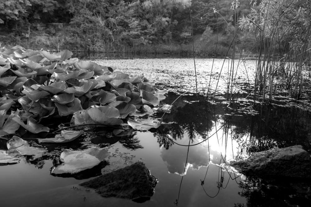 Photograph by Галина Аскольдовна Луковникова