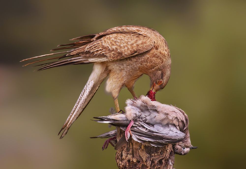 Photograph by Mario Fiorucci