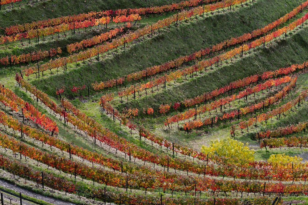 Autumn in Douro Valley, Portugal