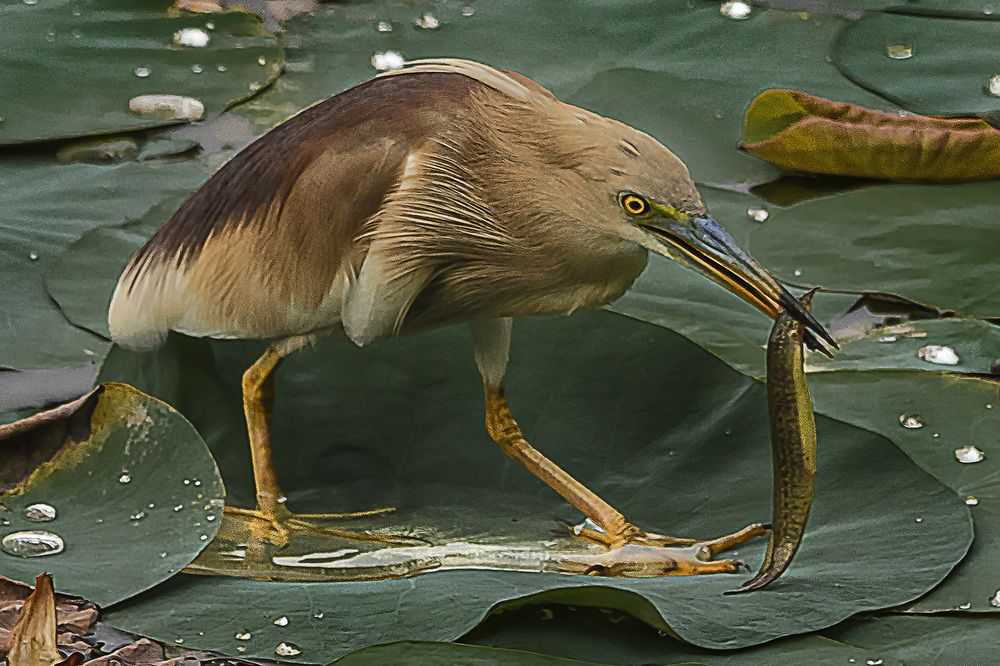Photograph by Saumi Biswas