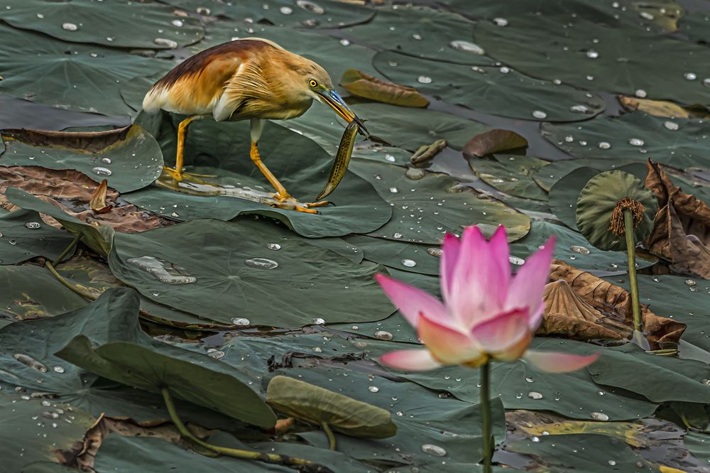 Photograph by Saumi Biswas