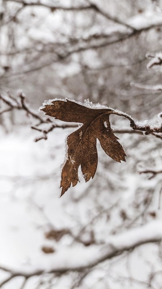 Фотография автора Юлия Гантимурова