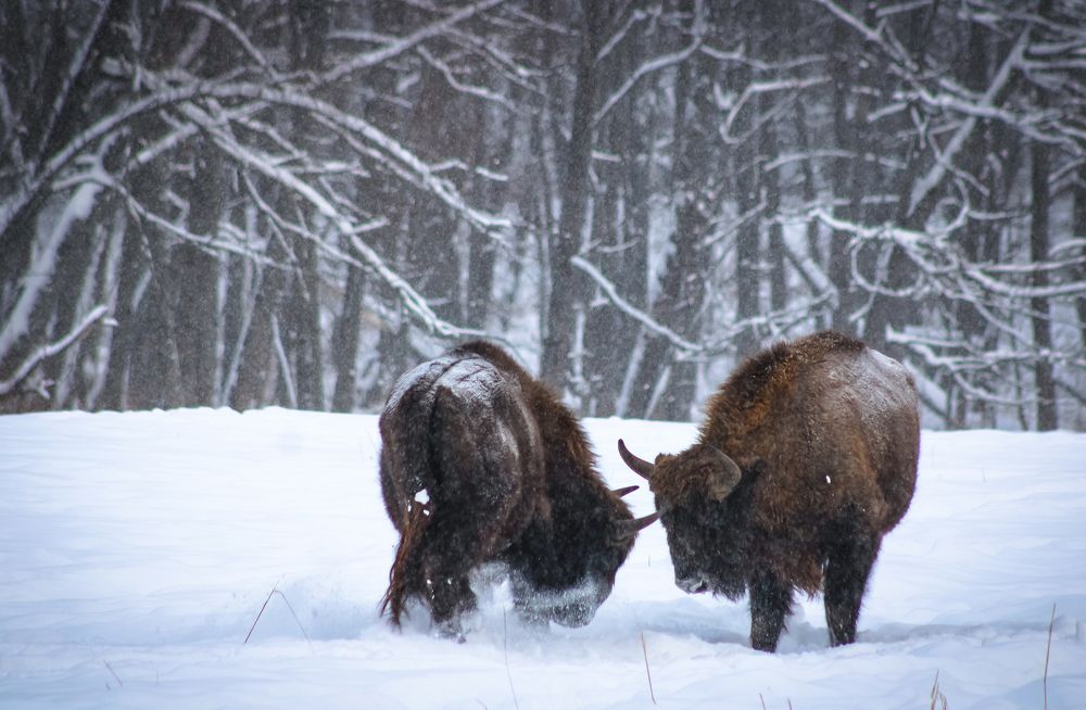 Photograph by Светлана Солдатченкова