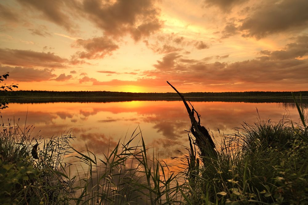 Forest lake / Jugezers