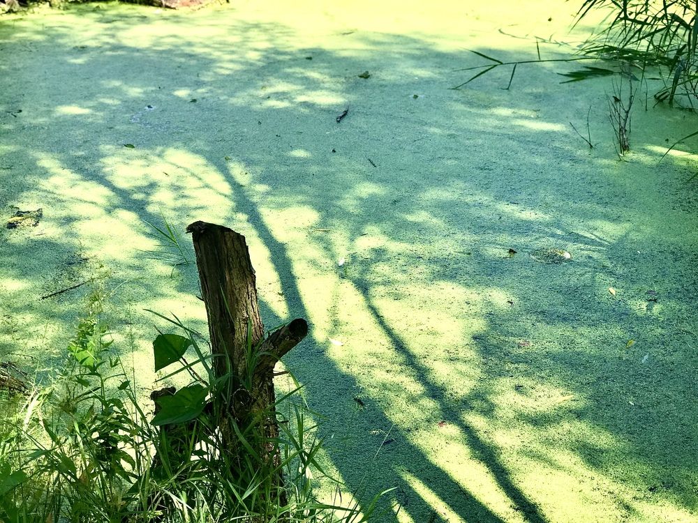 Photograph by Григорий Лыжин