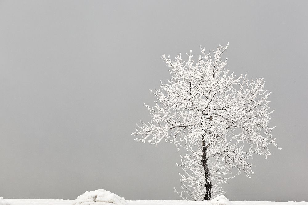 Фотография автора Лариса Кисурина