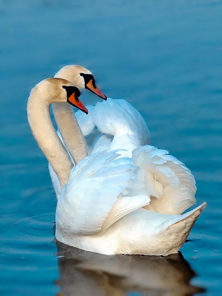 Photograph by Игорь Чеботарёв