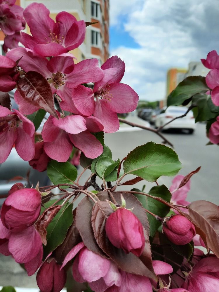 Цветы в городе Б.