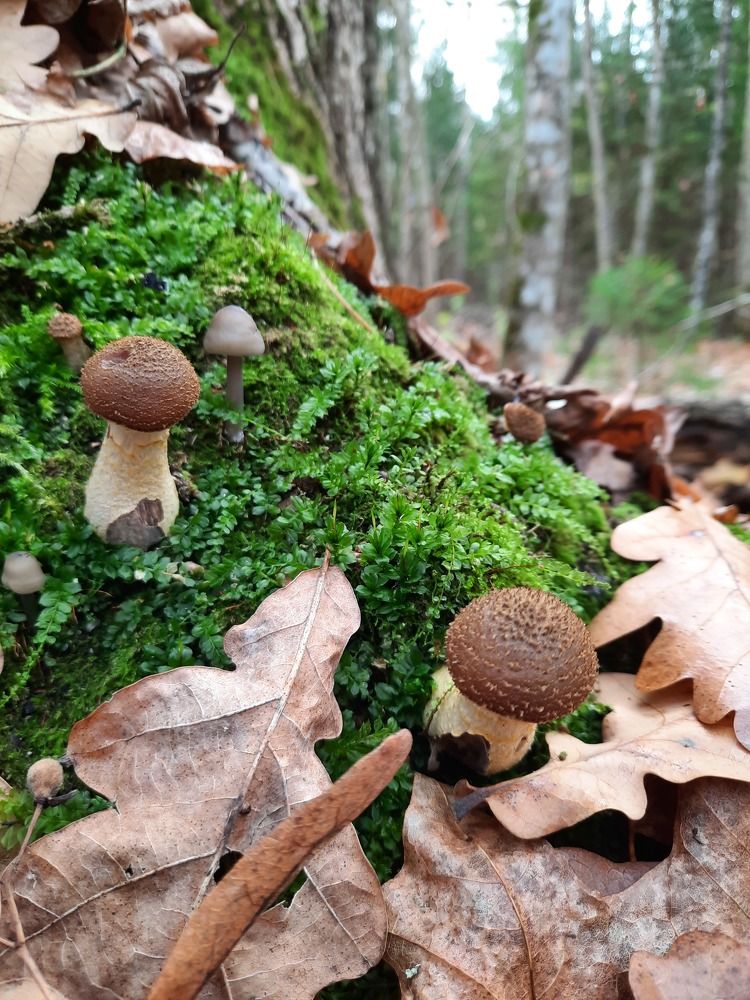 Осенняя медитация