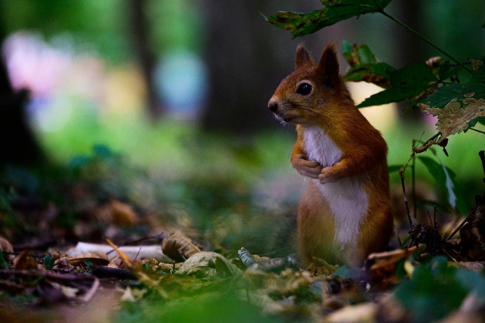 Photograph by Николай Сапожников