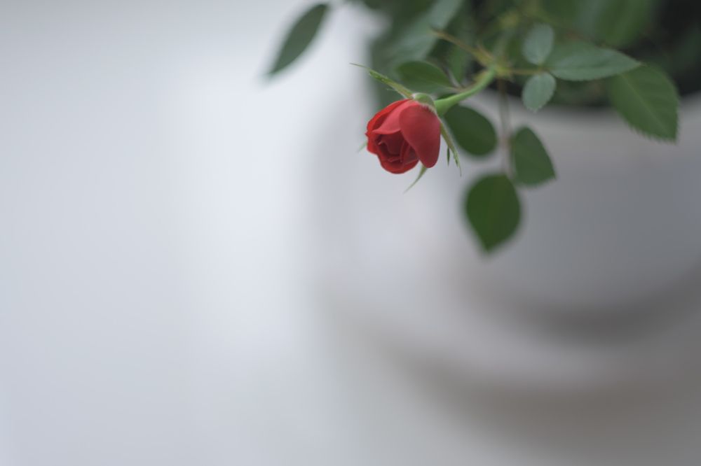 Photograph by Наталия Брянцева