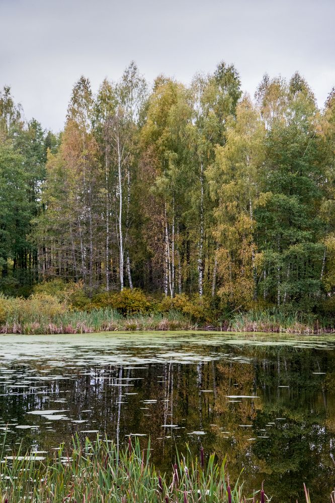 Лесное озеро