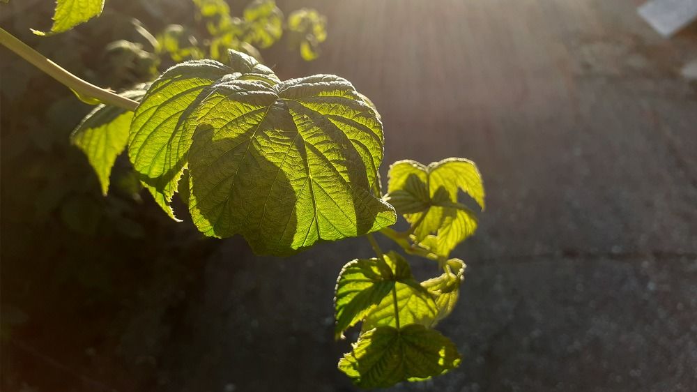 Photograph by Елена Лещева