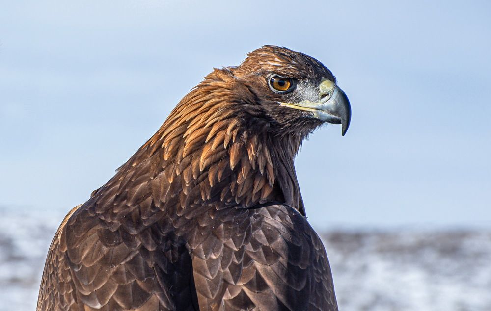 Строгий взгляд