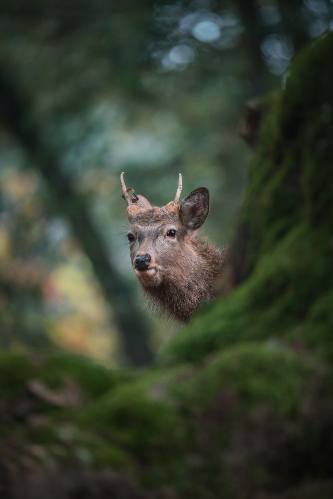 Photograph by Vu Quan