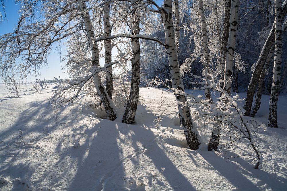 Среди берёз