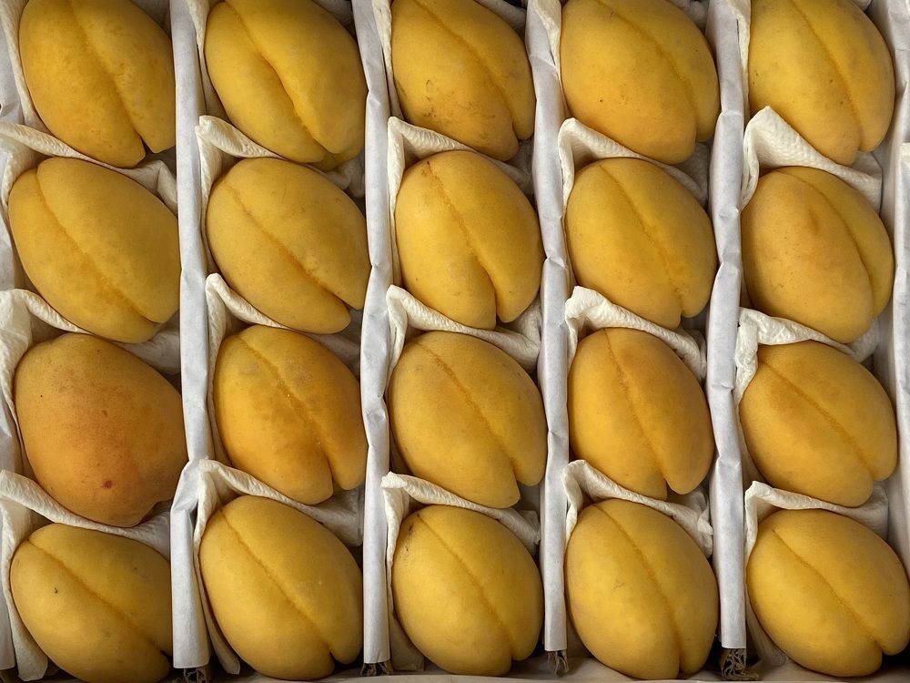 Фотография автора Ирина Копылова