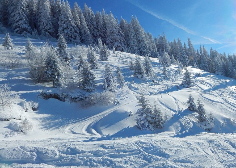 Photo #8505782