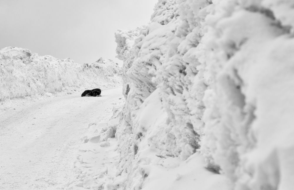 Photograph by Sarageaua Cristina