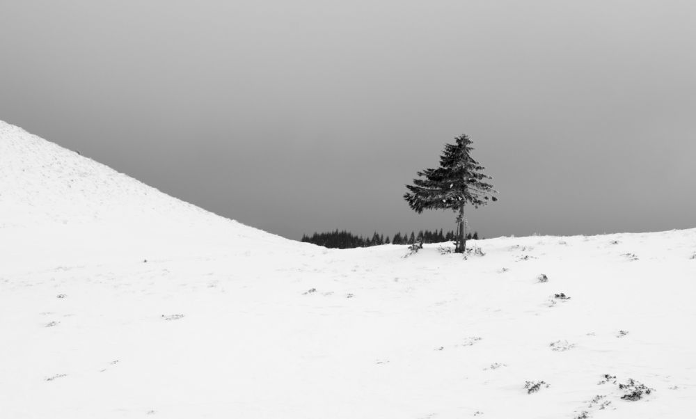 Photograph by Sarageaua Cristina