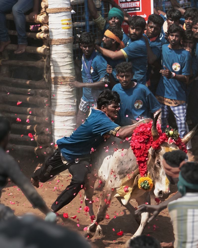 Jallikattu