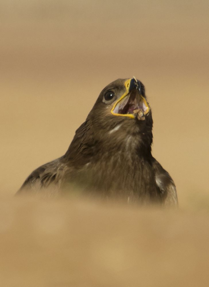 Photograph by mohammadjavad rostamiahmadvandi