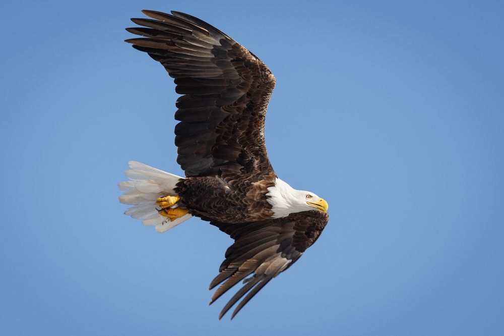 Bald Eagle