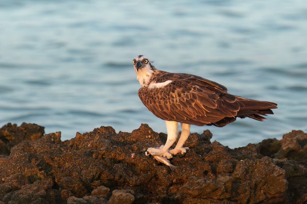 Osprey