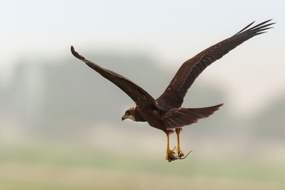 Marsh Harrier