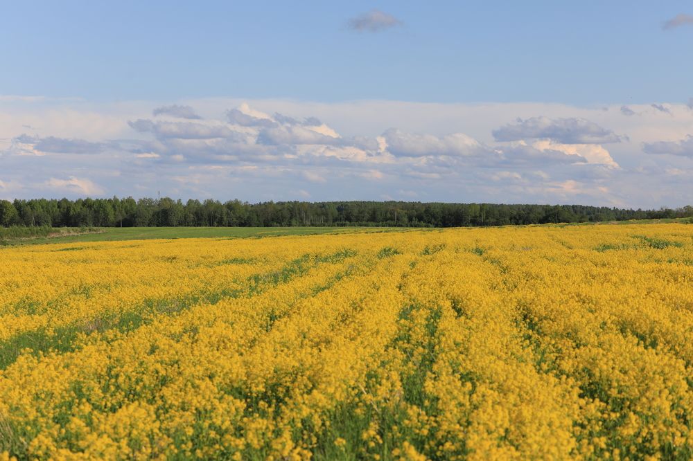 Гречишные поля
