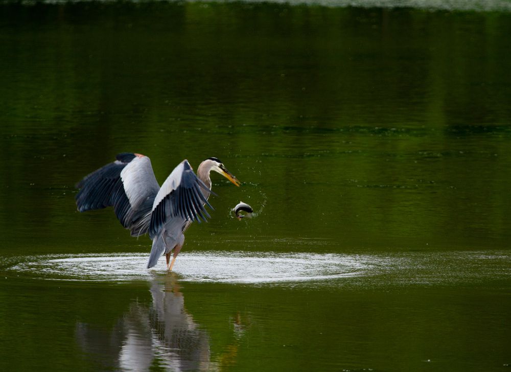 Photograph by Ahmad Kamal