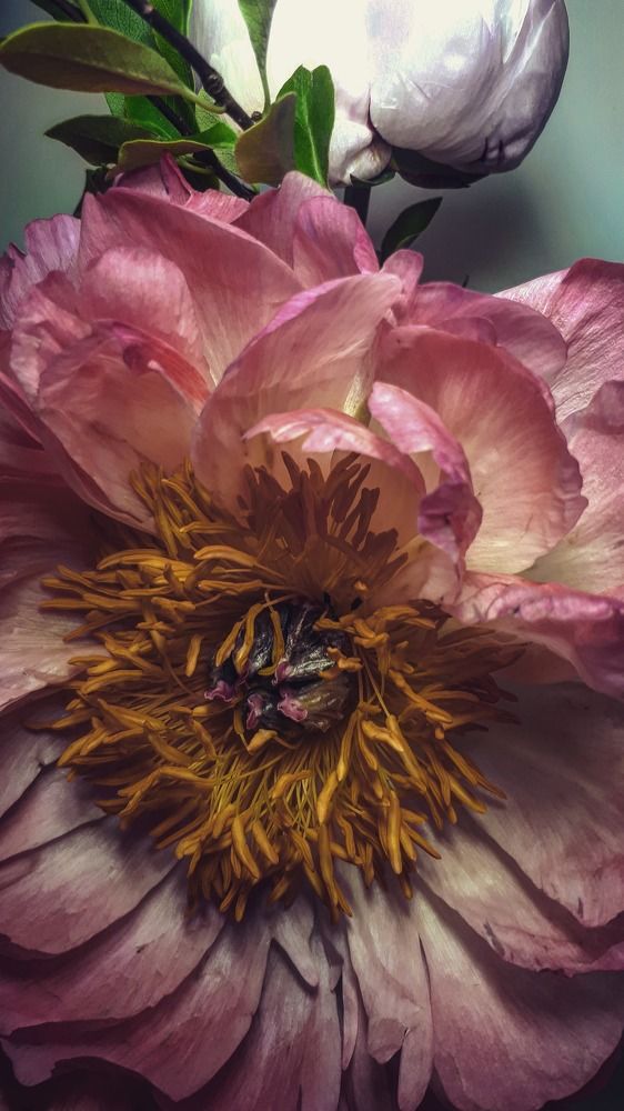 Photograph by  OlessiaKh